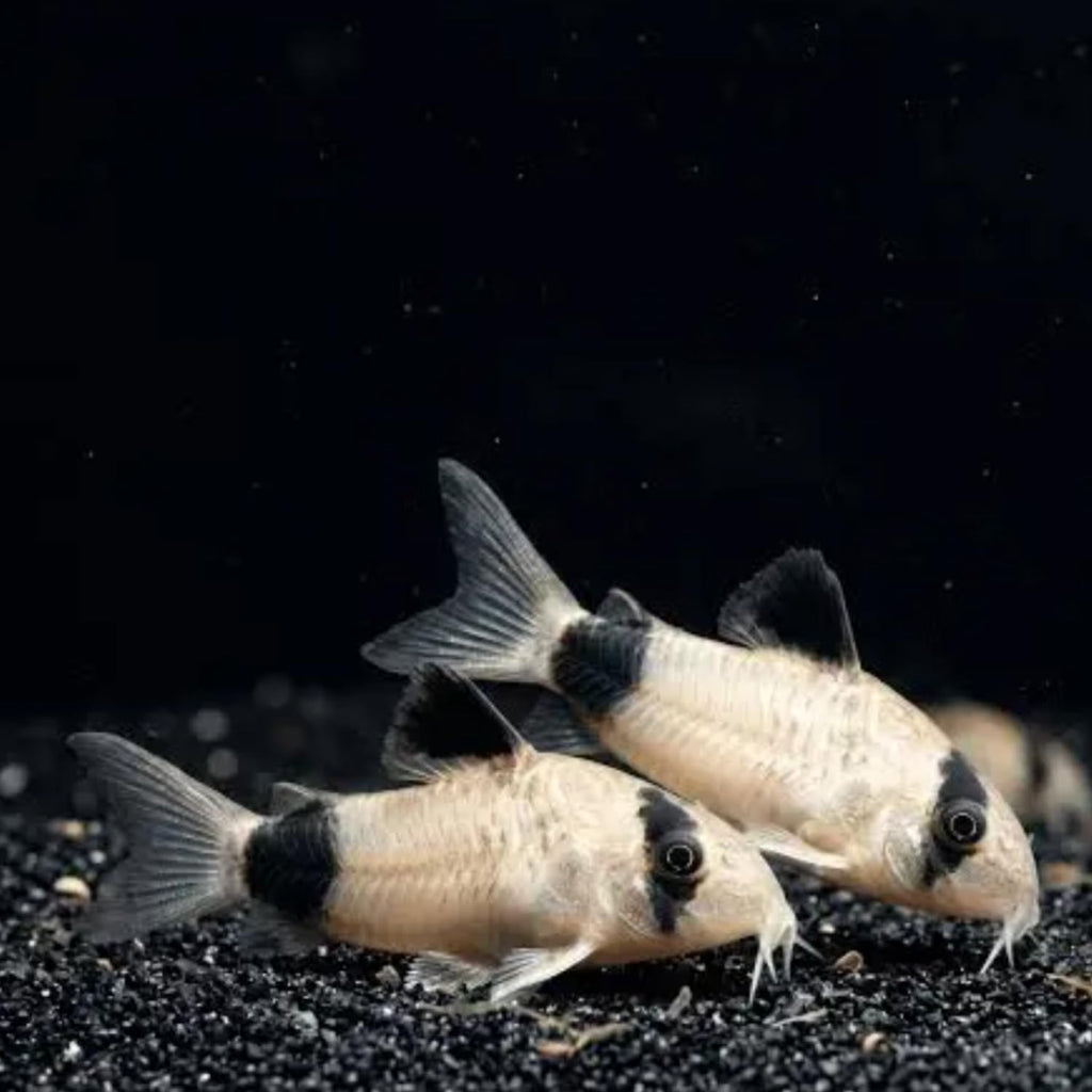 6 Panda Corydoras Live Freshwater Catfish P3141