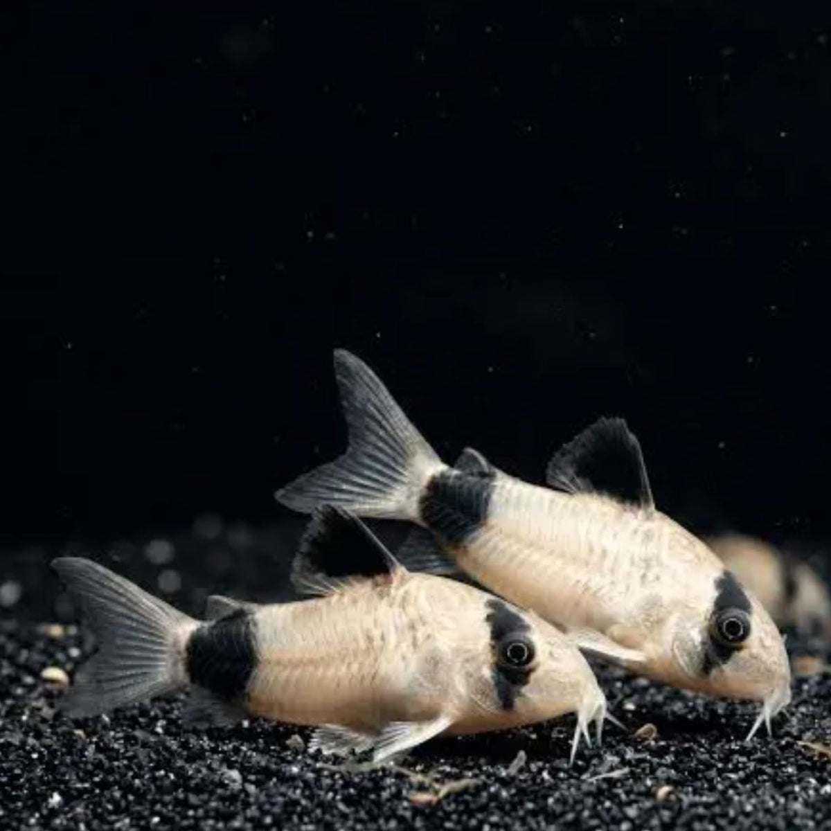 6 Panda Corydoras Live Freshwater Catfish P3141