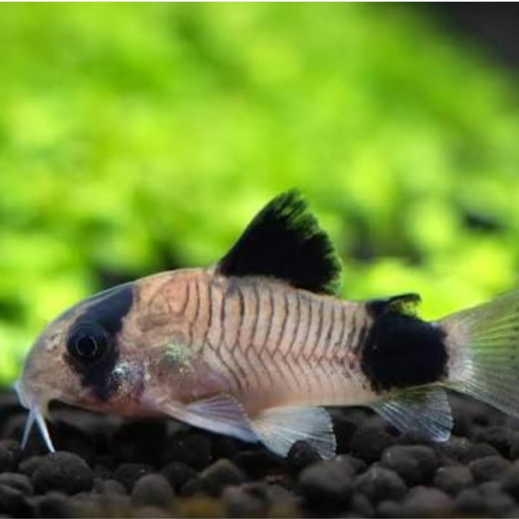 6 Panda Corydoras Live Freshwater Catfish P3141