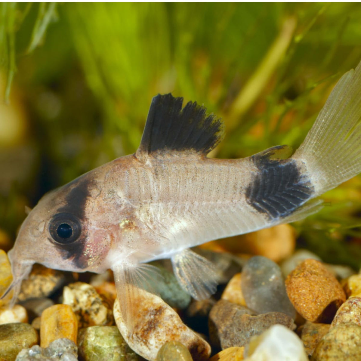 6 Panda Corydoras Live Freshwater Catfish P3141