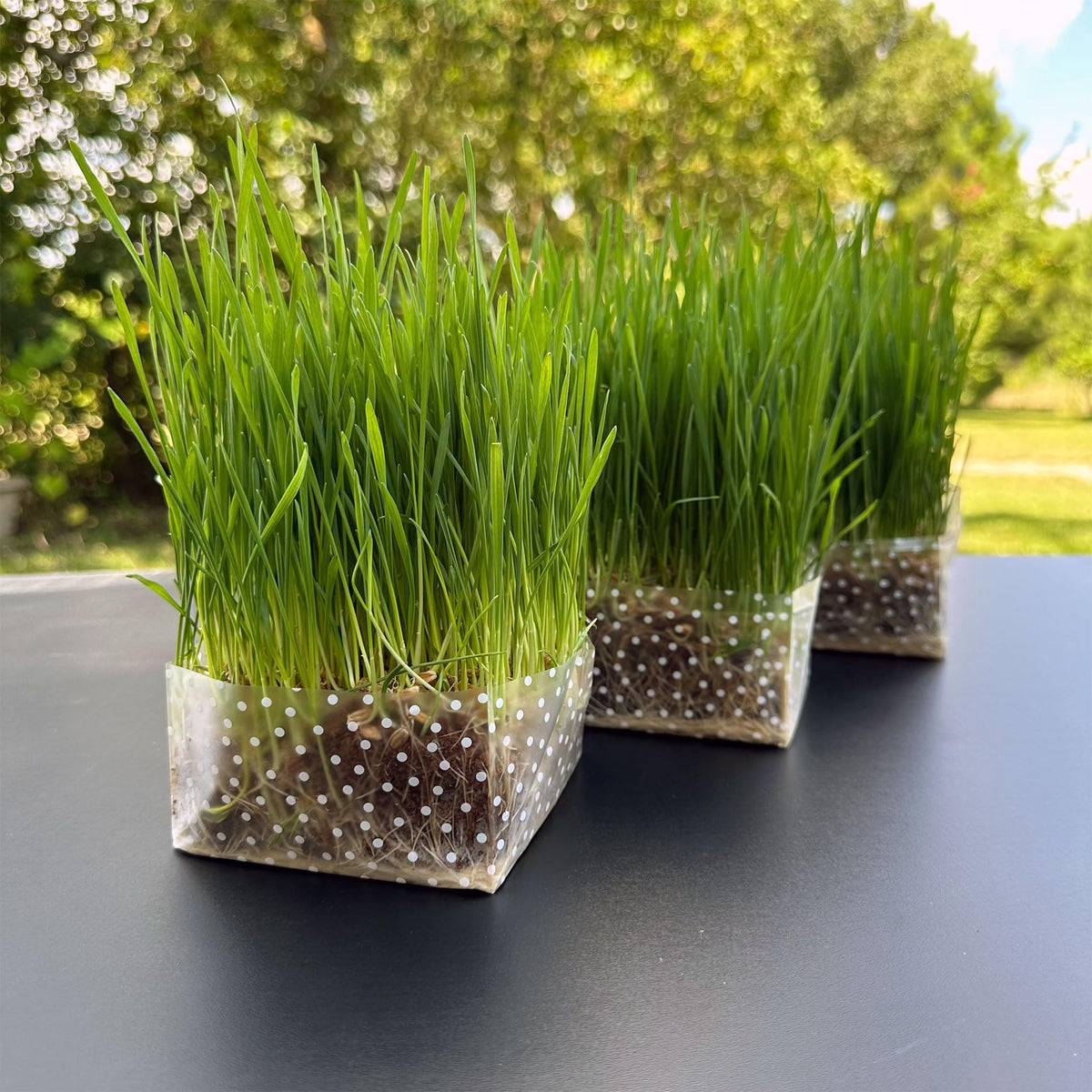 Organic Cat Grass Kit 3 Pack Non GMO Heirloom Seeds I4463