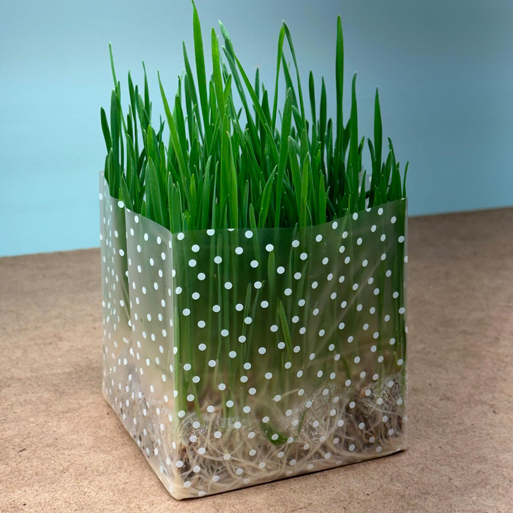 Organic Cat Grass Kit 3 Pack Non GMO Heirloom Seeds I4463