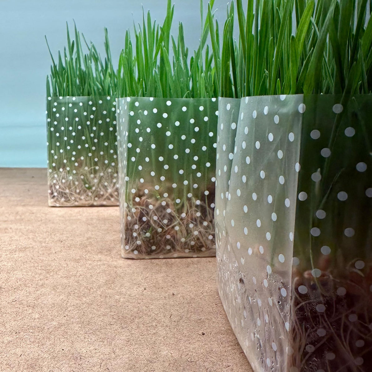 Organic Cat Grass Kit 3 Pack Non GMO Heirloom Seeds I4463