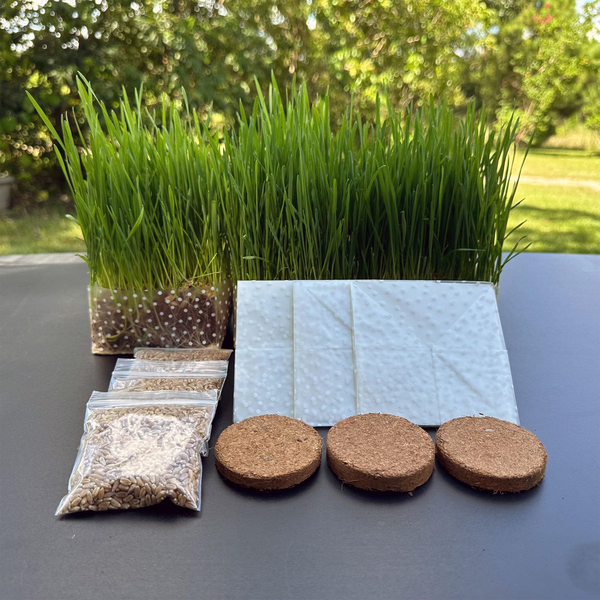 Organic Cat Grass Kit 3 Pack Non GMO Heirloom Seeds I4463