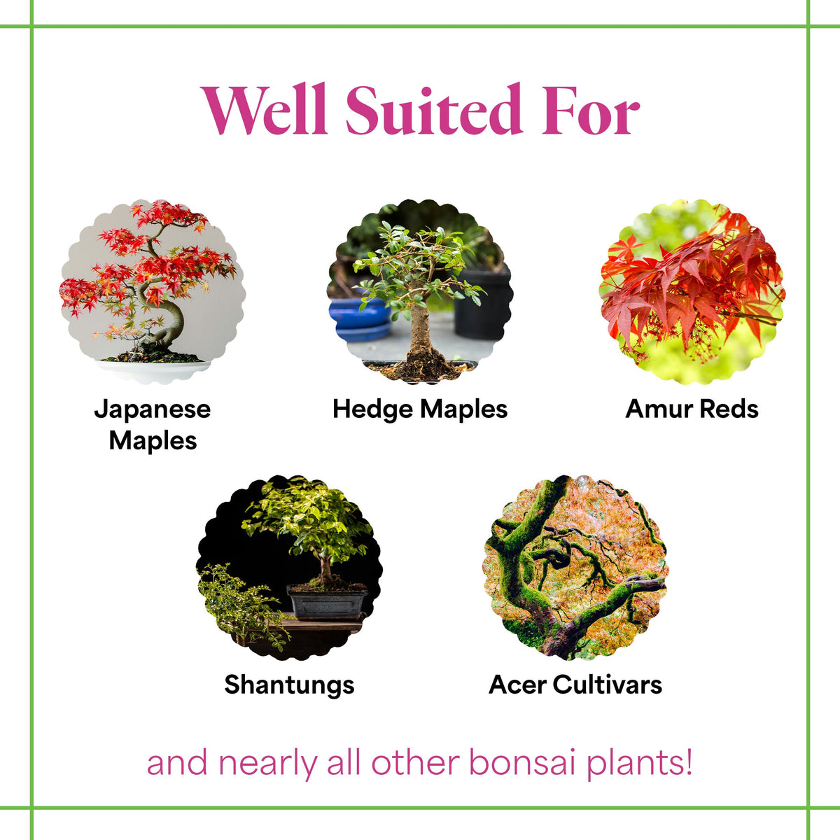 Organic Liquid Bonsai Fertilizer 8 oz Concentrate R7124
